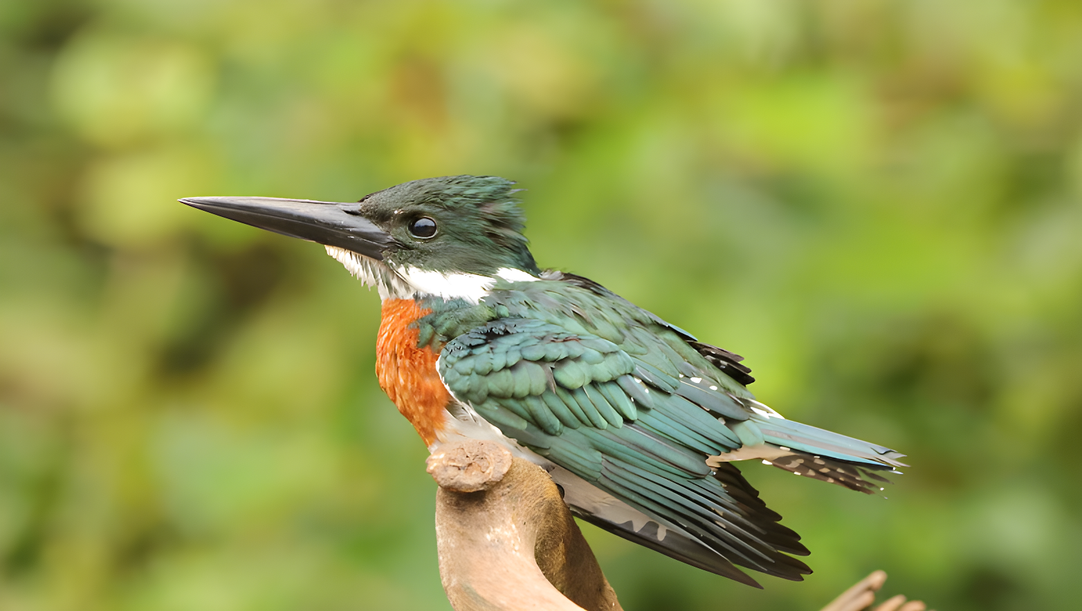 Caño Negro Amazon Kingfisher