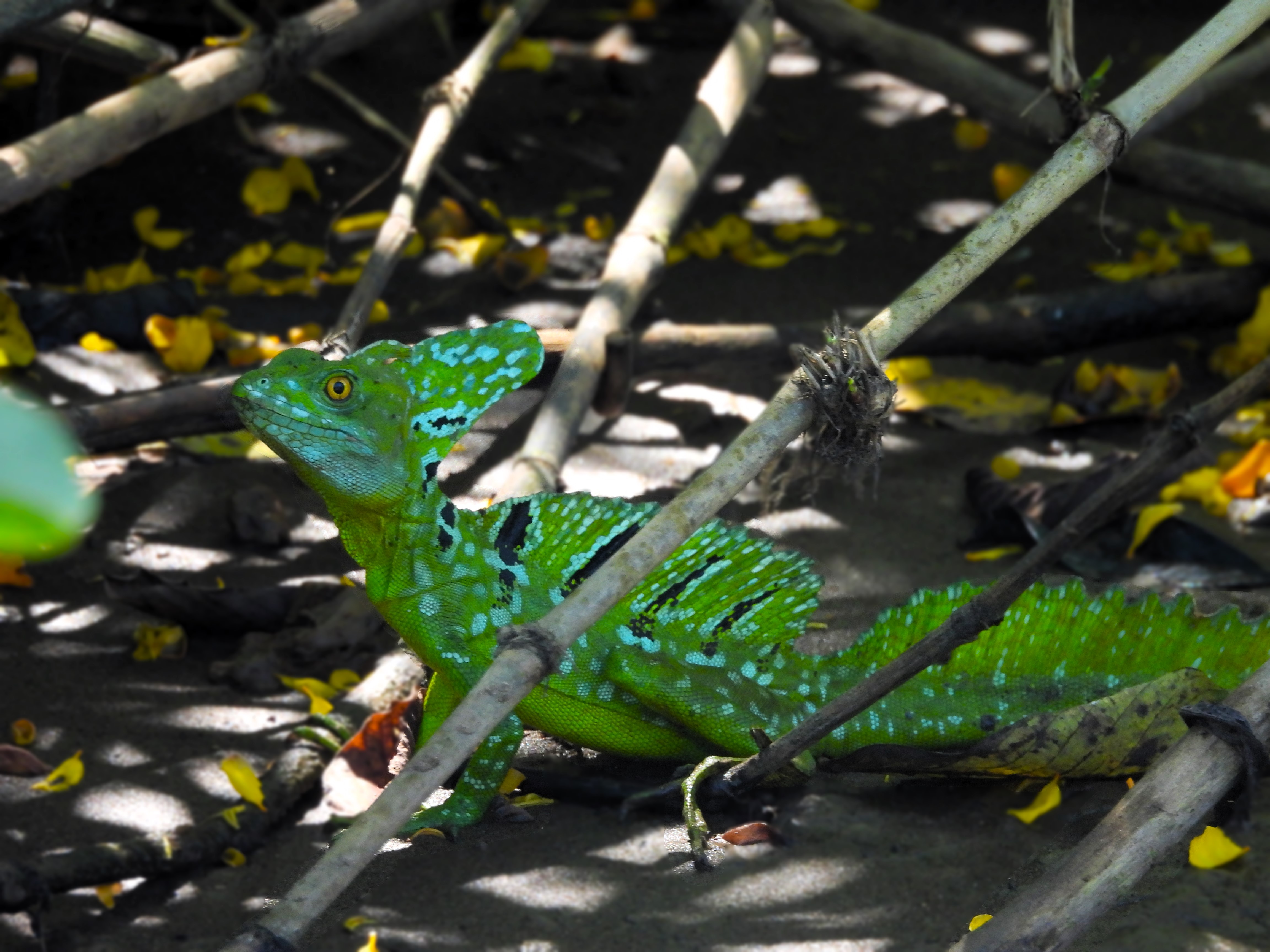 Caño Negro Jesus Christ Lizard