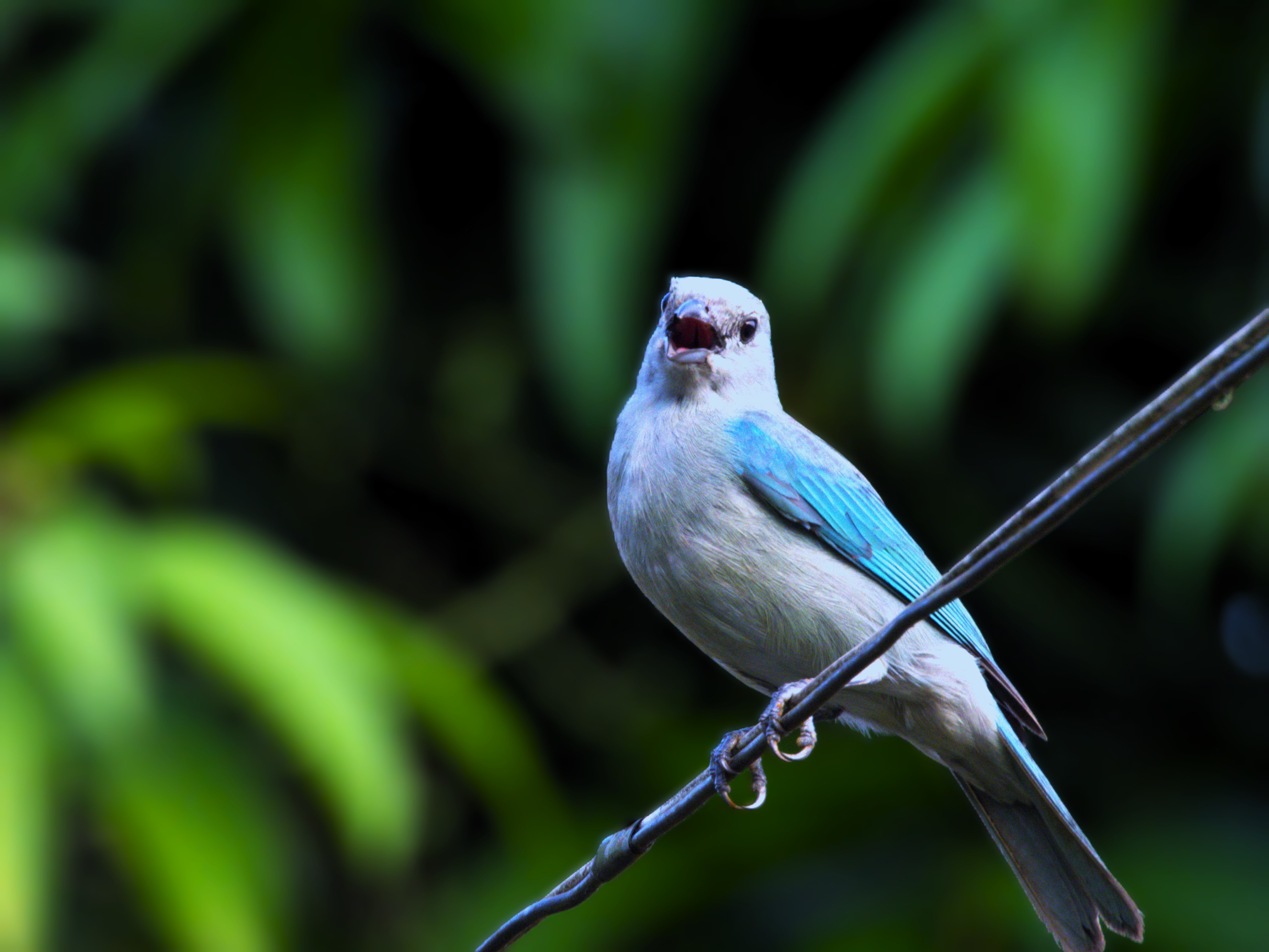 Caño Negro Blue Gray Tanager