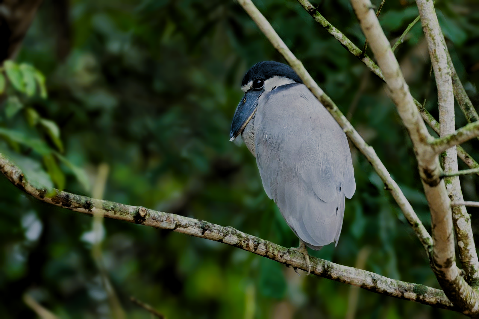 Caño Negro Boat-billed Heron