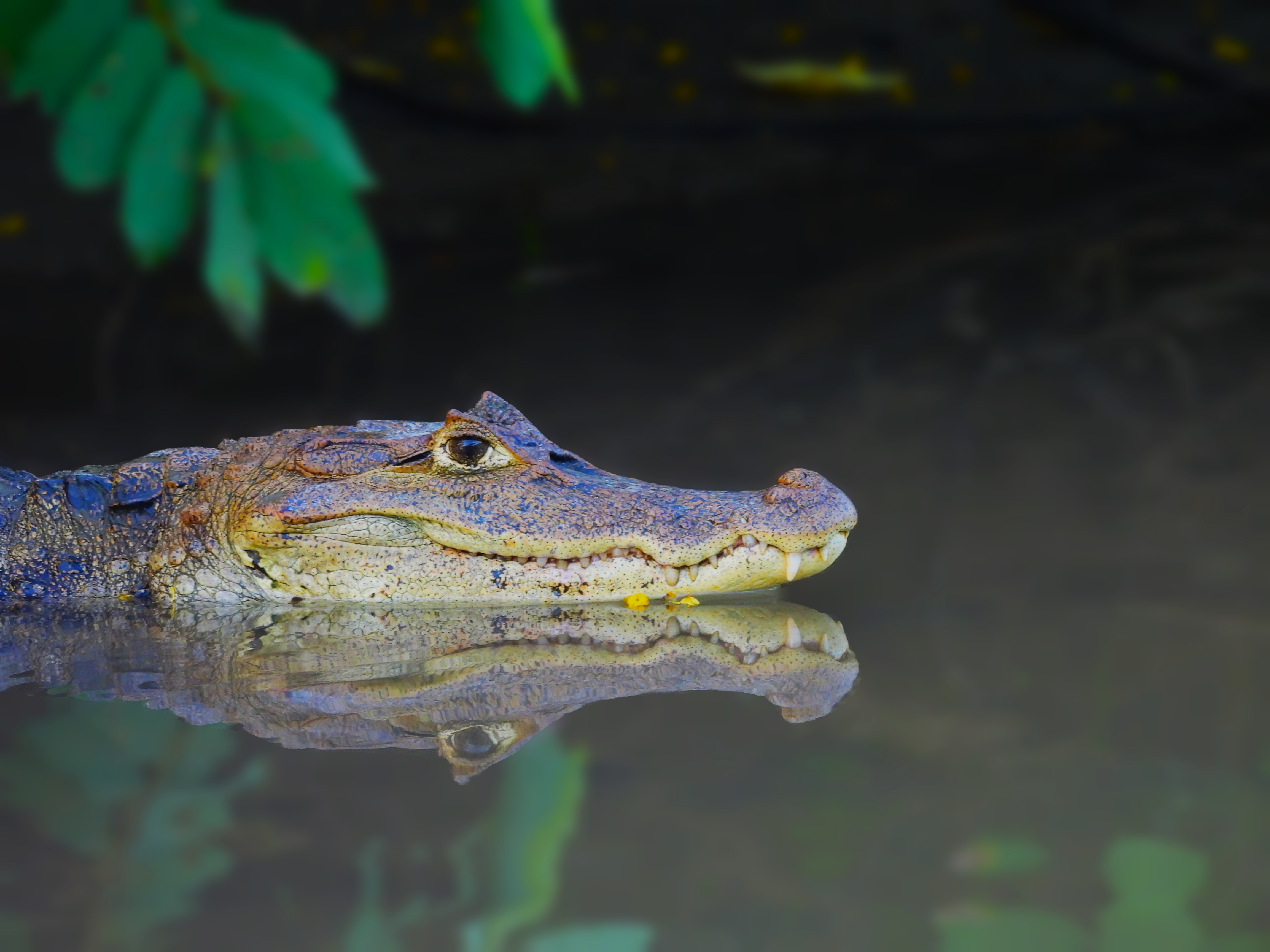 Caño Negro Spectacled Caiman