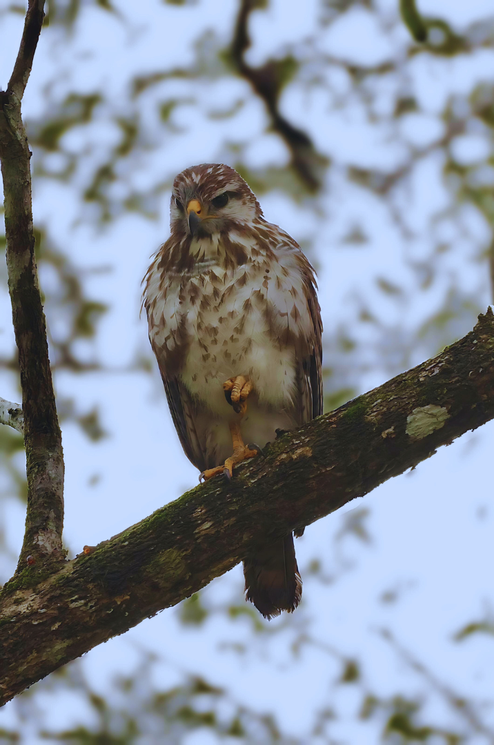 Caño Negro Grey Hawk Juvenile