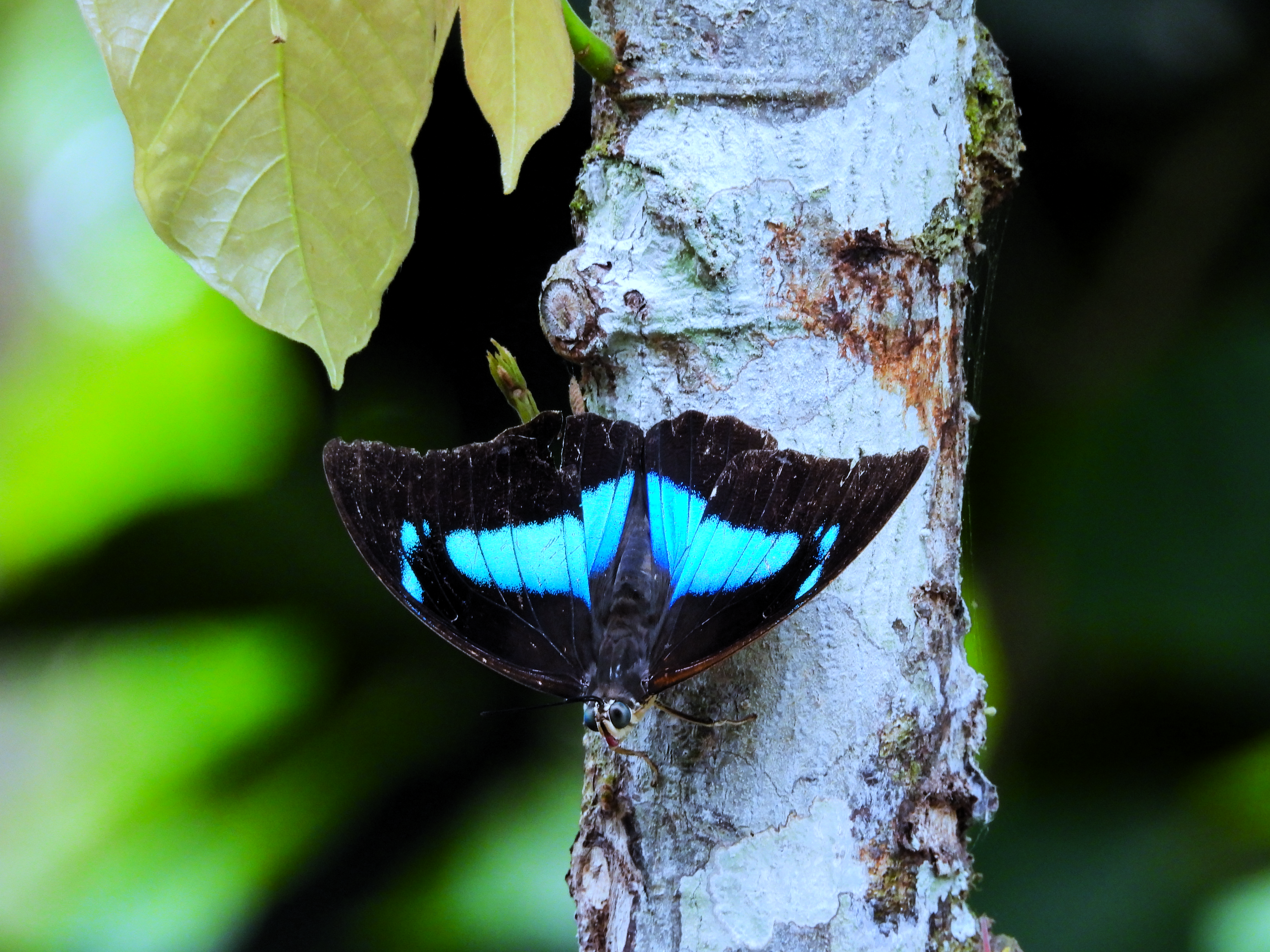 Caño Negro One-spotted Prepona