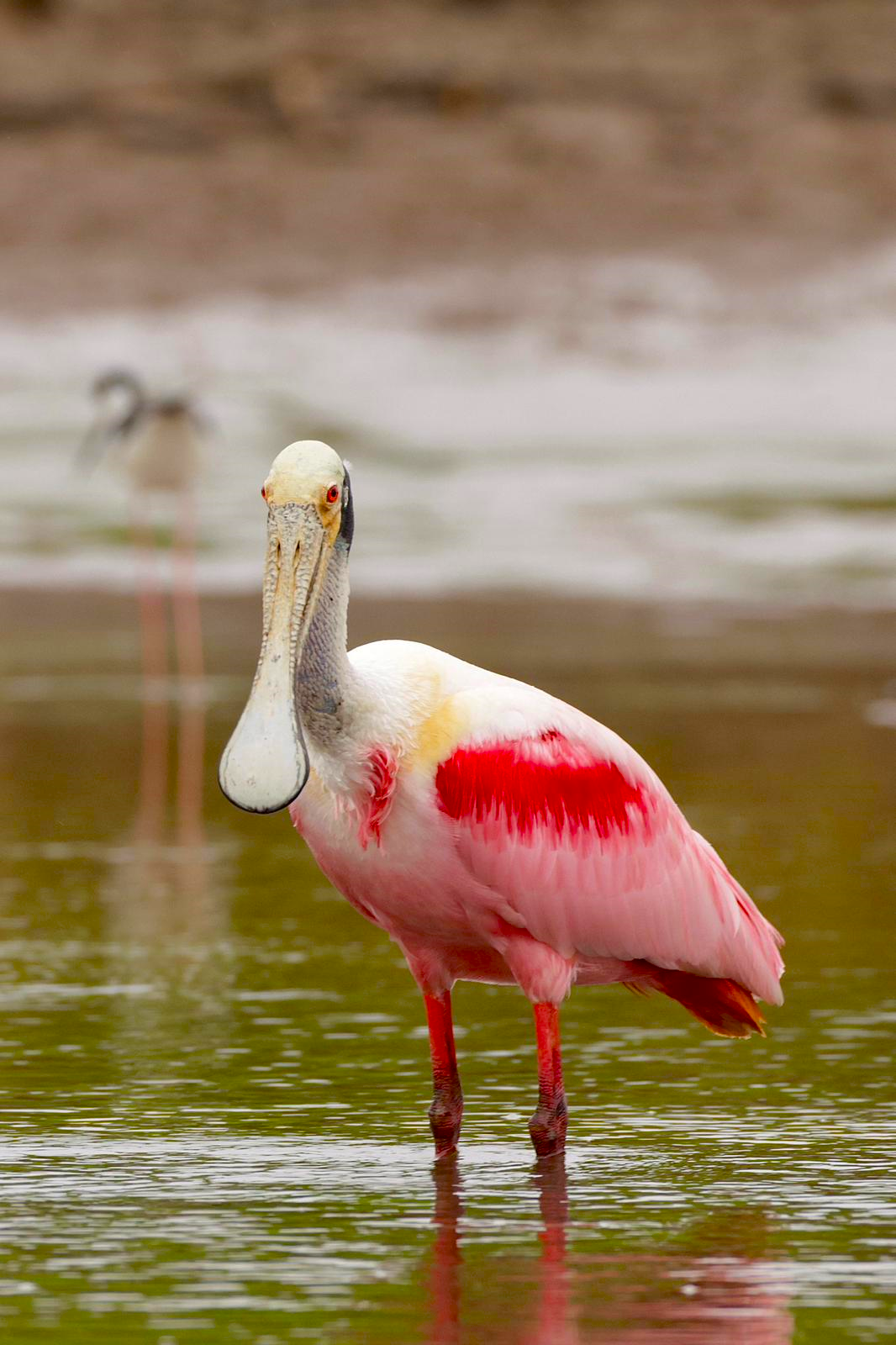 Caño Negro Roseate Spoonbill