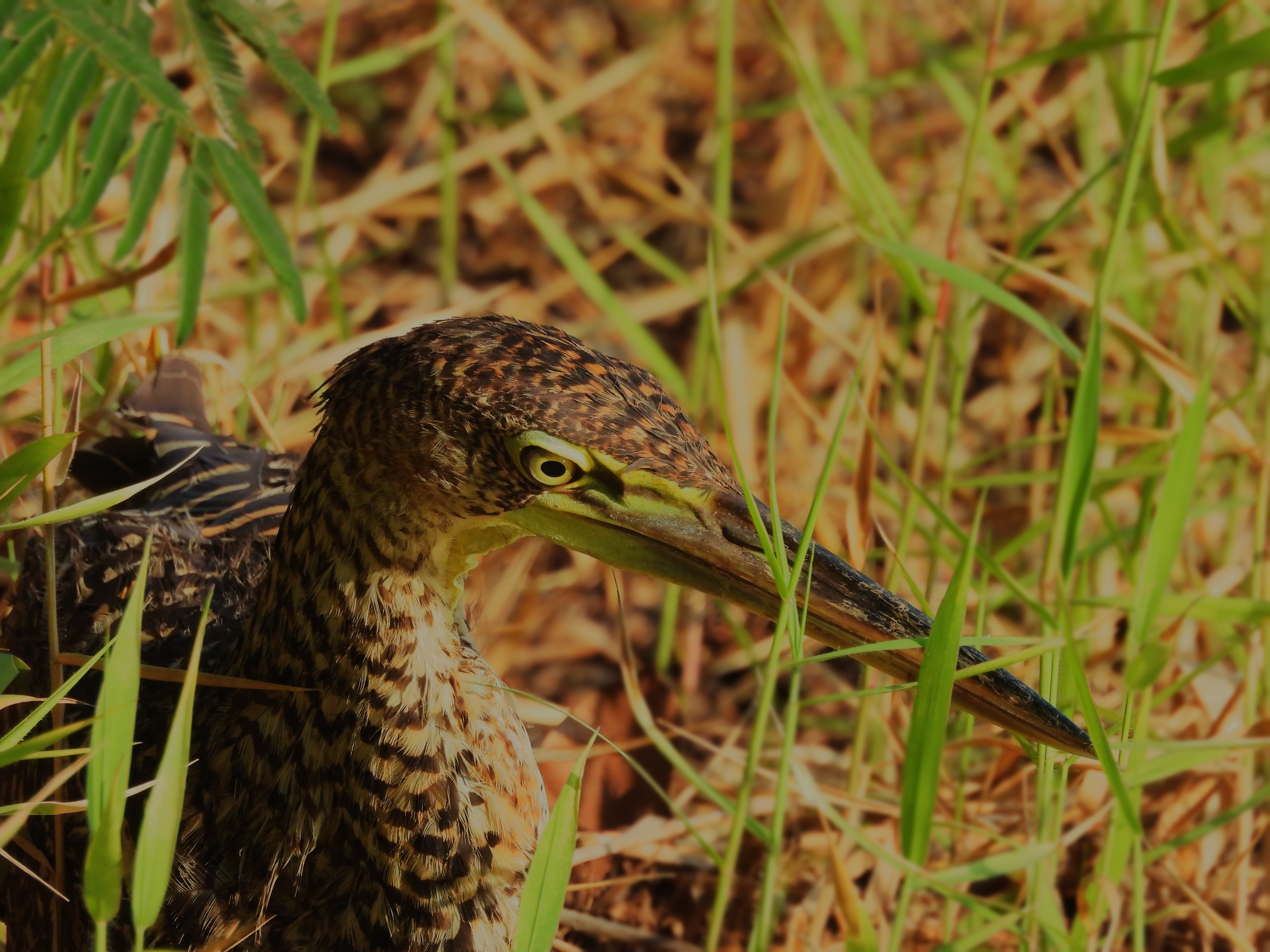 Caño Negro Bare-throated Tiger Heron Juvenile