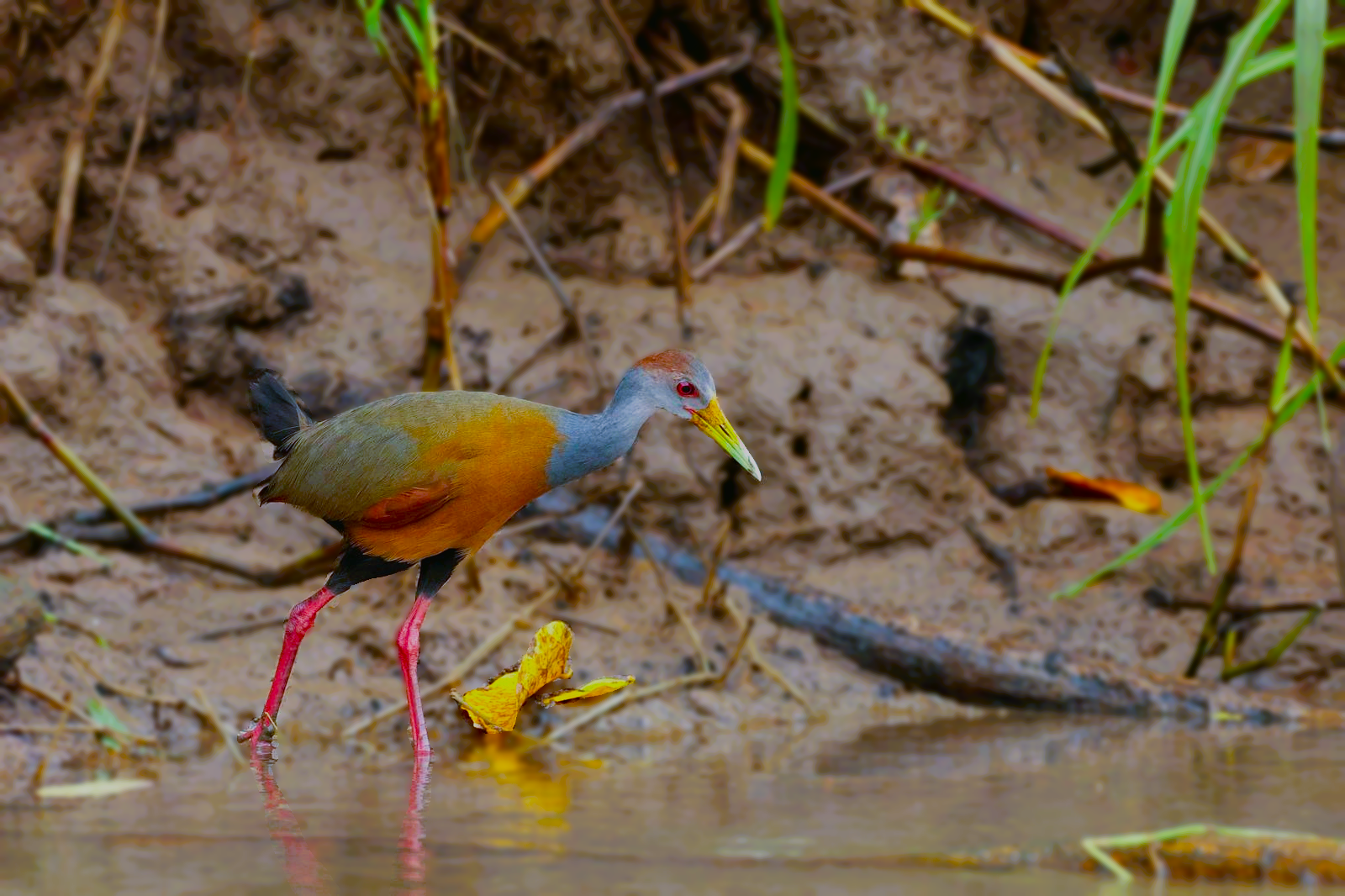 Caño Negro Russet-Naped Wood Rail